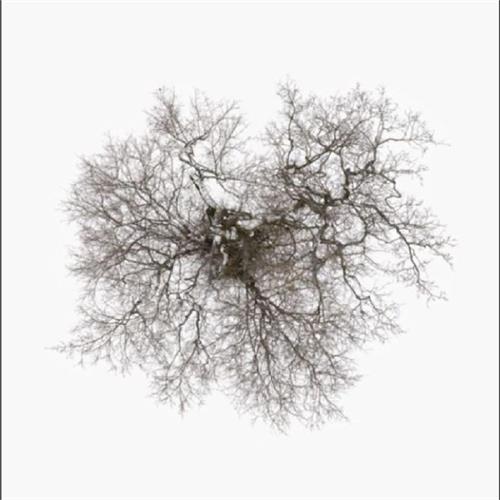 John Metcalfe Tree (CD) 