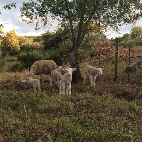 Josephine Foster No Harm Done (CD) 