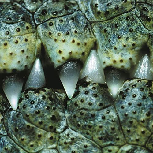 The Dirty Callahans Fucked Up And Standing (CD) 