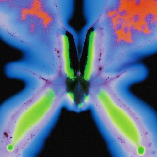 Jorg Kuning Elvers Pass (LP) 