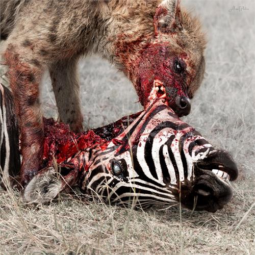 God Is War Predation Perfected (LP) 