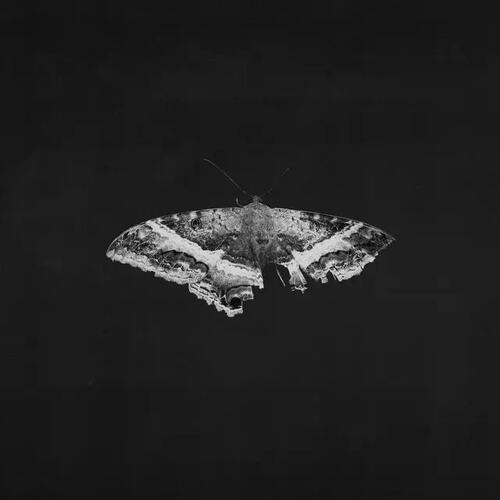 Kendrick Lamar To Pimp A Butterfly: 10 Year… (2LP) 