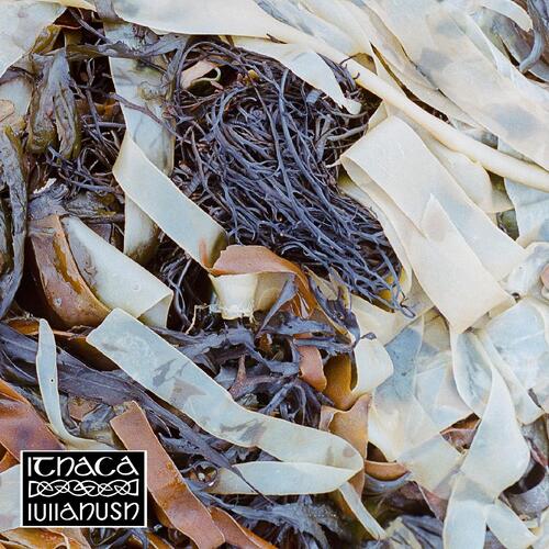 lullahush Ithaca (LP) 