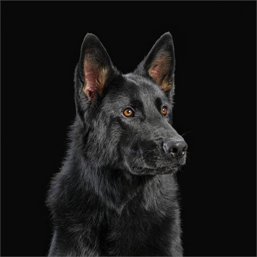 Die Nerven Die Nerven (CD) 