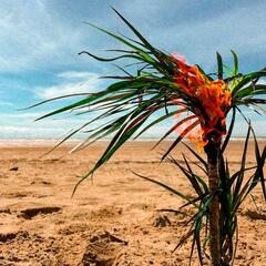 A Burial At Sea A Burial At Sea - LTD (LP)