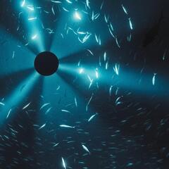 Laurel Halo Midnight Zone (LP)