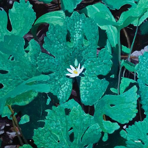 Early Fern Wetland Interiors (LP) 