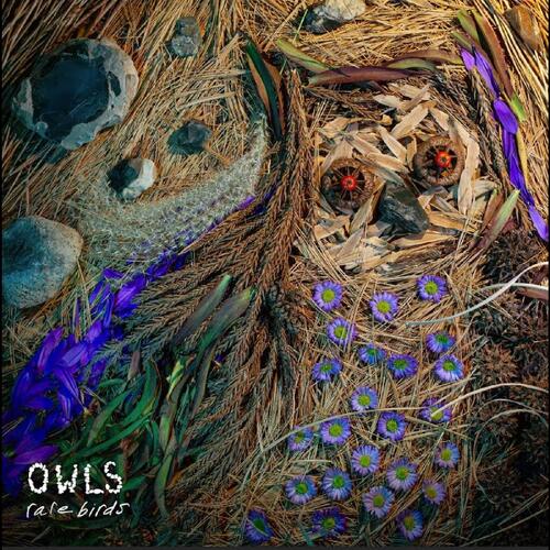 Owls Rare Birds (CD) 