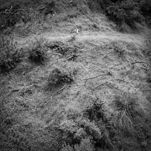 Anna Tivel Animal Poem (LP) 