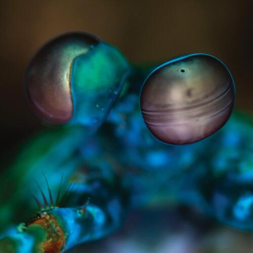 Melvin Gibbs Amasia: Anamibia Sessions 2 - LTD (LP) 