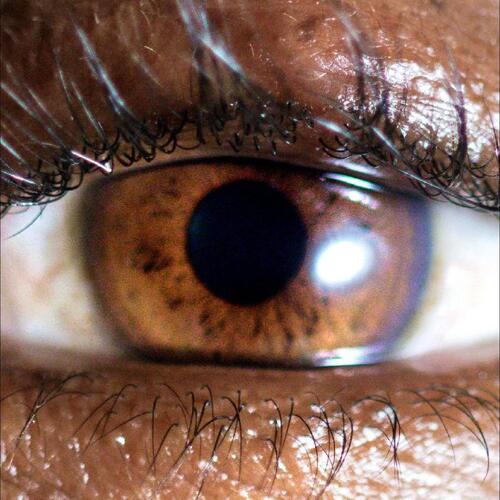 Evadney It's Dreaming - LTD (LP) 