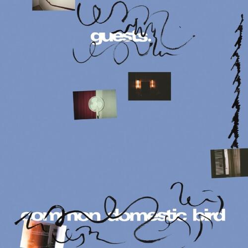 Guests Common Domestic Bird (LP) 