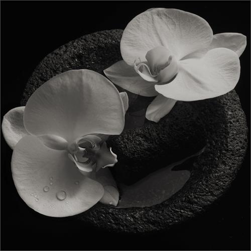 Mike Patton & Jean-Claude Vannier Corpse Flower (LP)
