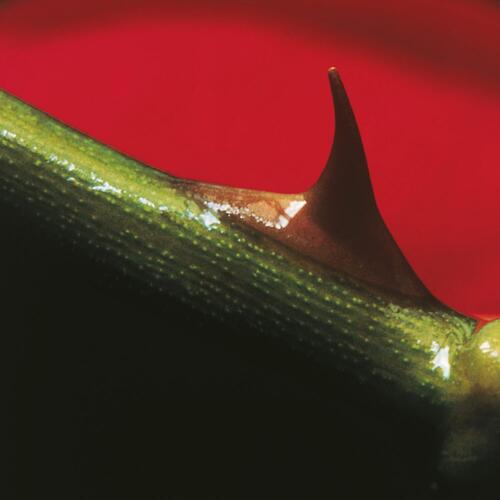 Nusrat Fateh Ali Khan & Michael Brook Night Song (LP) 